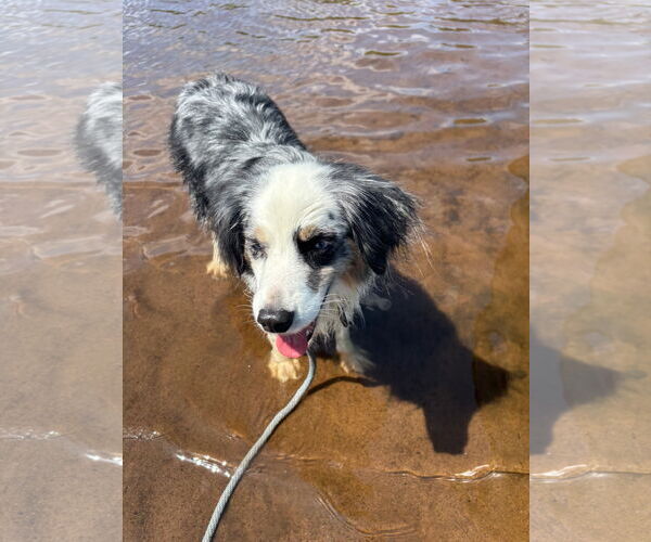 Medium Photo #3 Australian Shepherd Puppy For Sale in St. Louis Park, MN, USA