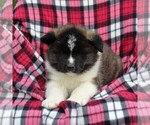 Small Photo #2 Akita Puppy For Sale in STEVENS, PA, USA