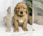 Small Photo #5 Golden Retriever Puppy For Sale in FREDERICKSBURG, OH, USA