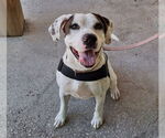 Small #2 Labrador Retriever