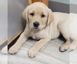 Puppy Puppy 1 Labrador Retriever