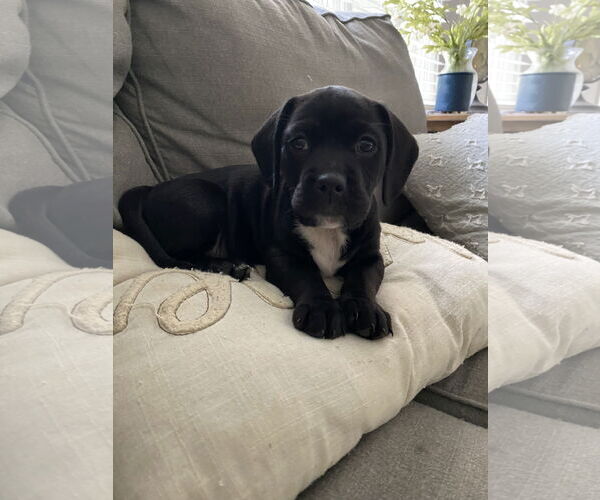 Medium Photo #1 American Pit Bull Terrier-Basset Hound Mix Puppy For Sale in Kannapolis, NC, USA