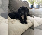 Small American Pit Bull Terrier-Basset Hound Mix
