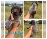 Puppy Male Litle Blue German Shorthaired Pointer