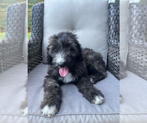 Saint Berdoodle Puppy for Sale in BARGERSVILLE, Indiana USA