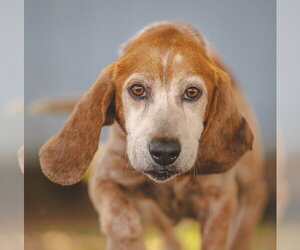 Bagle Hound Dogs for adoption in Rustburg, VA, USA