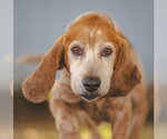 Small Bagle Hound