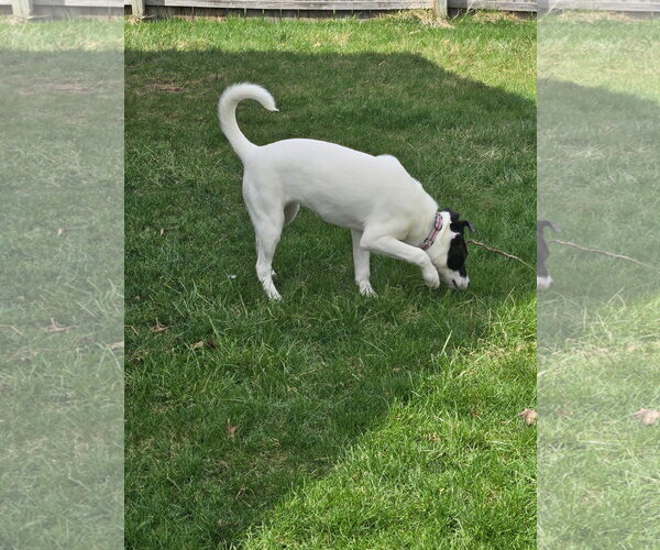 Medium Photo #6 Siberian Husky Puppy For Sale in Fort Wayne, IN, USA