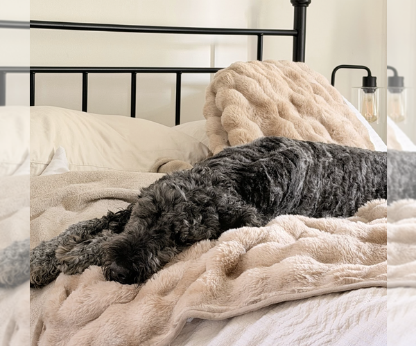 Medium Photo #4 Poodle (Standard)-Unknown Mix Puppy For Sale in Brooklyn, NY, USA