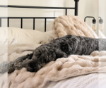 Small #3 Poodle (Standard) Mix
