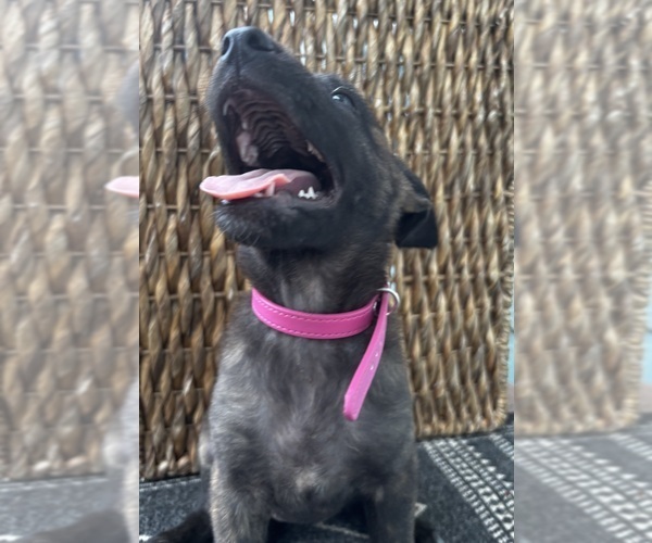 Medium Photo #14 Dutch Shepherd Dog Puppy For Sale in COMMERCE, GA, USA