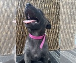 Small #13 Dutch Shepherd Dog