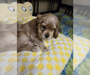 Cocker Spaniel Puppy for sale in HOLYOKE, MA, USA