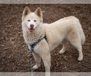 Samoyed-Siberian Husky Mix Dogs for adoption in Santa Cruz, CA, USA