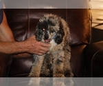 Small #19 Poodle (Miniature)