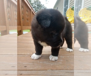 Akita Puppy for sale in HAYES, VA, USA