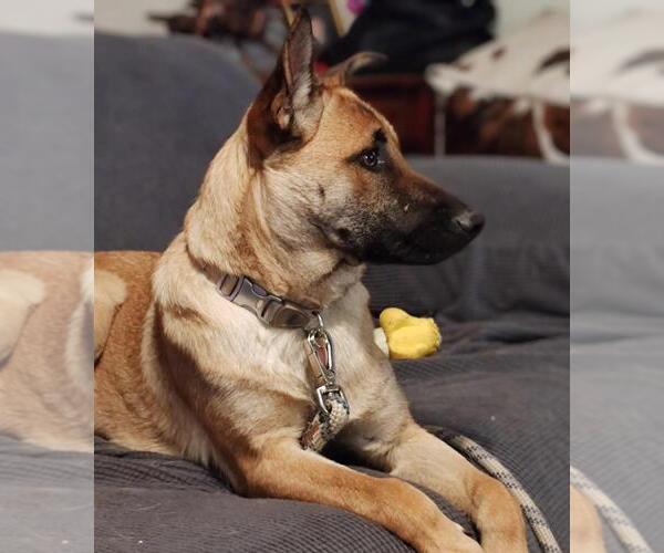 Medium Photo #1 Mutt Puppy For Sale in Imlay City, MI, USA
