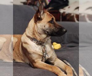 Mutt Dogs for adoption in Imlay City, MI, USA