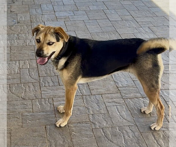 Medium Photo #4 Beagle-Unknown Mix Puppy For Sale in Escondido, CA, USA