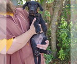 Small #2 Mutt
