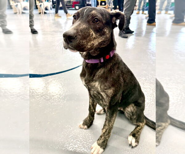 Medium Photo #1 Borador Puppy For Sale in GILBERTS, IL, USA