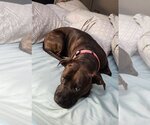 Small #2 Boxer Mix