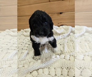 Labradoodle Puppy for sale in WILLIAMSTOWN, KY, USA