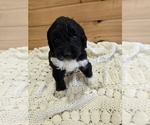 Image preview for Ad Listing. Nickname: Smokey