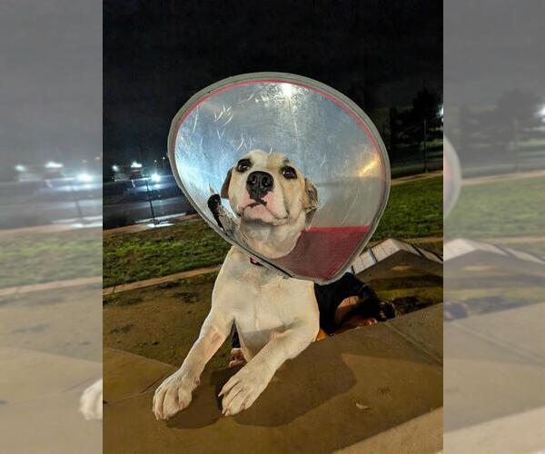 Medium Photo #1 Mutt Puppy For Sale in Elk Grove, CA, USA