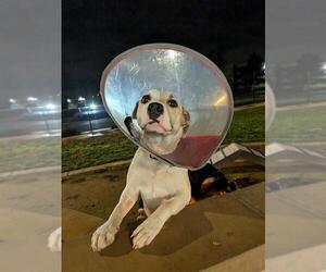 Mutt Dogs for adoption in Elk Grove, CA, USA