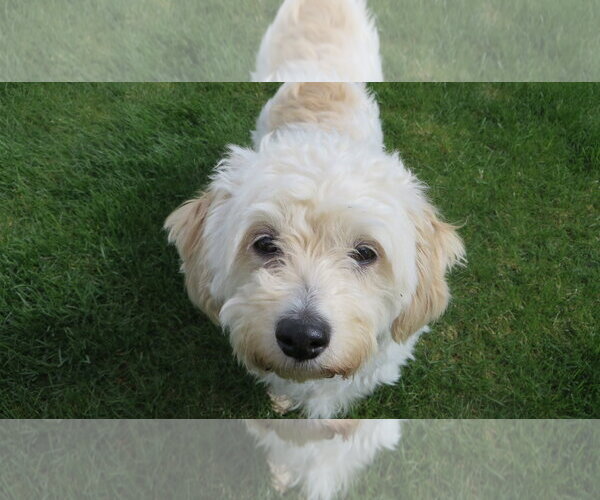 Medium Photo #1 Bichon Frise Puppy For Sale in Sioux Falls, SD, USA