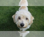 Small Bichon Frise