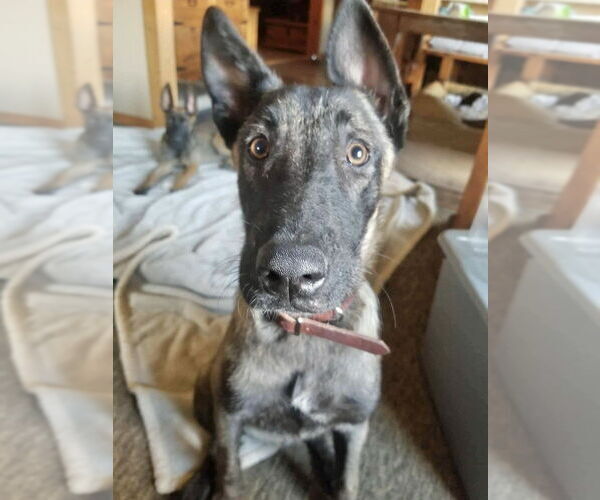Medium Photo #4 Mutt Puppy For Sale in Imlay City, MI, USA
