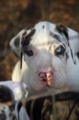 Great Dane Puppy for sale in DUNNELLON, FL, USA
