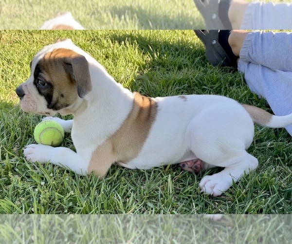 Medium Photo #10 American Bulldog Puppy For Sale in MILLS RIVER, NC, USA