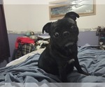Small Photo #1 Pug Puppy For Sale in HILLSDALE, MI, USA