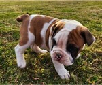 Puppy 1 Boxer-English Bulldog Mix