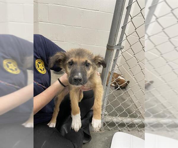 Medium Photo #1 German Shepherd Dog-Unknown Mix Puppy For Sale in Rosenberg, TX, USA