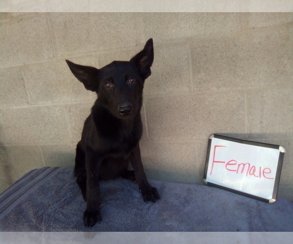 Medium Photo #3 German Shepherd Dog Puppy For Sale in LOGAN, OH, USA