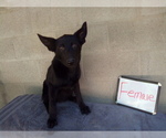 Small Photo #3 German Shepherd Dog Puppy For Sale in LOGAN, OH, USA
