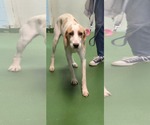 Small #5 Mutt