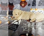 Small Photo #9 Poodle (Standard) Puppy For Sale in LUTZ, FL, USA