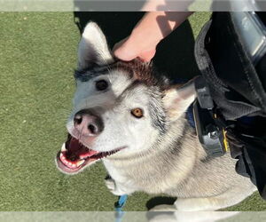 Siberian Husky Dogs for adoption in Martinez, CA, USA