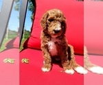 Small Photo #4 Poodle (Standard)-Unknown Mix Puppy For Sale in LEXINGTON, IN, USA