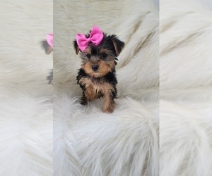 Yorkshire Terrier Puppy for sale in INDIANAPOLIS, IN, USA