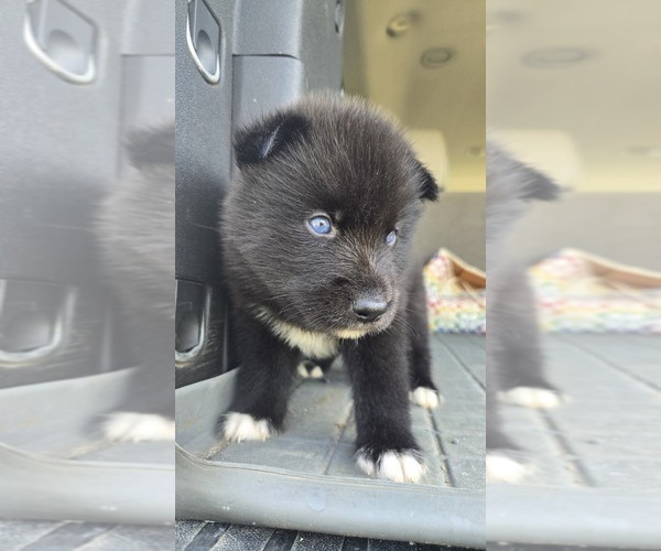 Medium Photo #9 Siberian Husky Puppy For Sale in FORT PLAIN, NY, USA