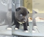 Small #8 Siberian Husky