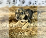 Small #1 Miniature Pinscher Mix