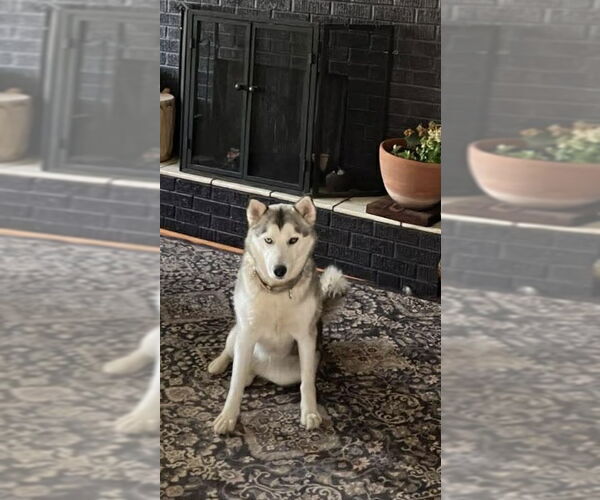 Medium Photo #1 Siberian Husky Puppy For Sale in Cedar Crest, NM, USA