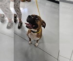 Small Boxer Mix
